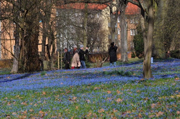 Scilla   042.jpg